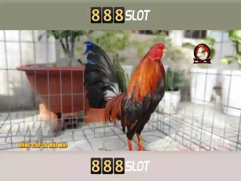 💎cá cược net💎 💎cá cược net💎